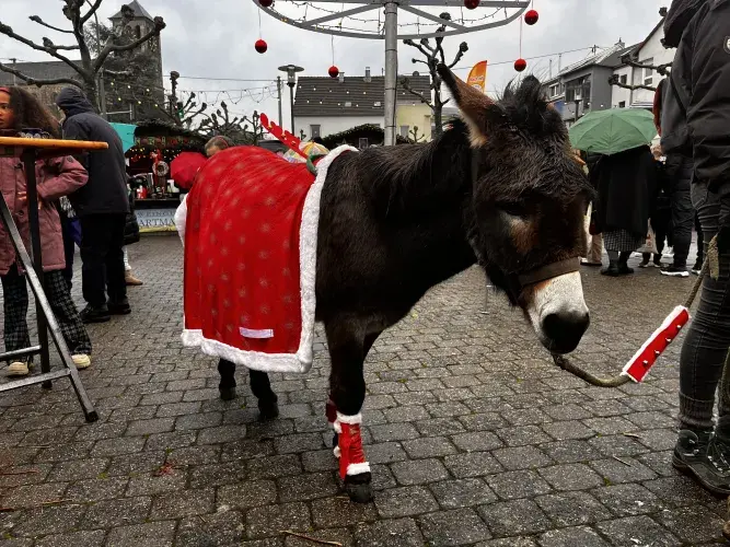 Esel auf dem Ensdorfer Weihnachtmarkt 2023