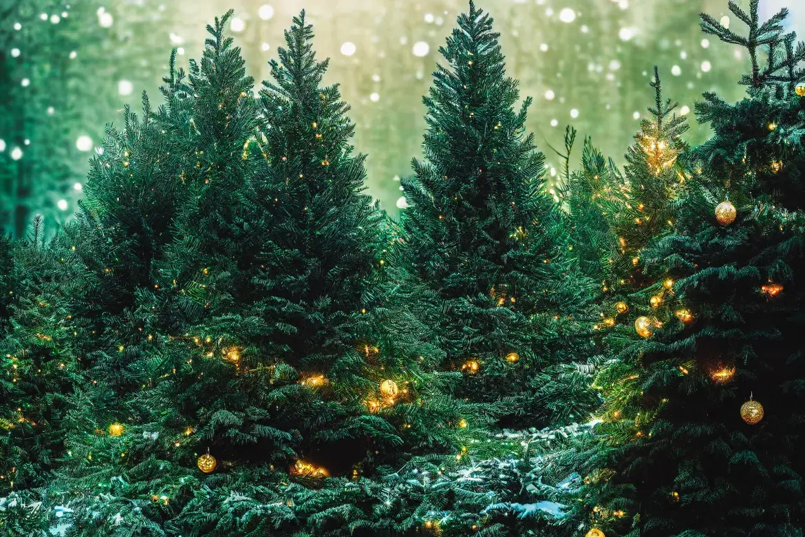 Symbolfoto - Tannenbaum