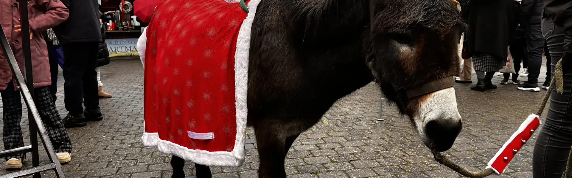 Esel auf dem Ensdorfer Weihnachtmarkt 2023